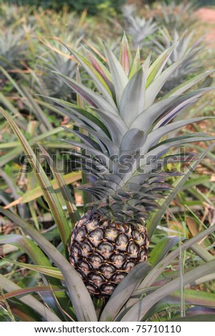 Tropical fruit of pineapple field.