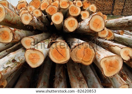 eucalyptus trees for lumber industry