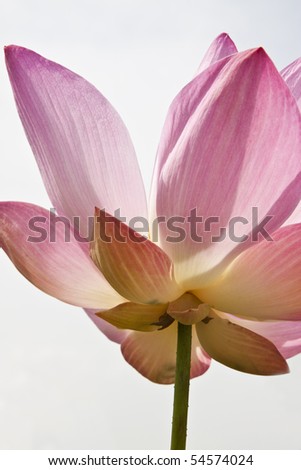 The open pink lotus