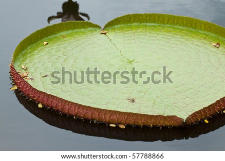 Giant leaf of water lily look like heart