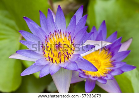 Close up purple water lily