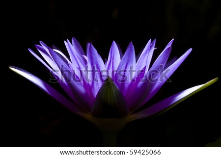 Purple water lily on black background