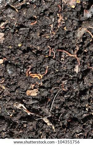 humus compost with large amount of earthworms