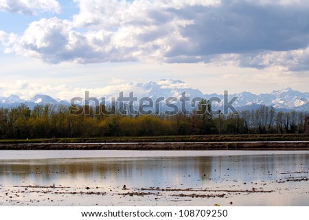 Flooded Rice crop under the Italian Alps at spring time