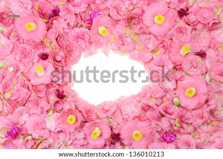 camellia flower background over white with clipping path