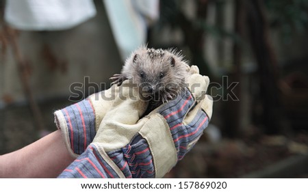 hands holding a small european hedgehog
