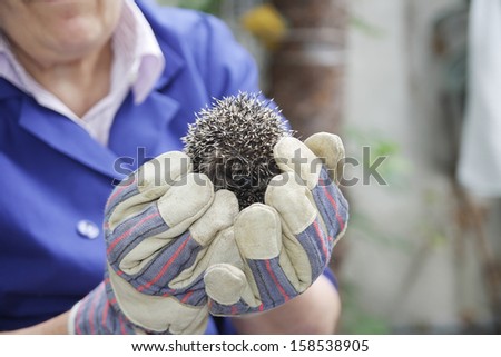 young european hedgehog in caring hands