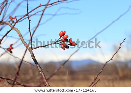Rosa canina, Dog rose bush in winter time