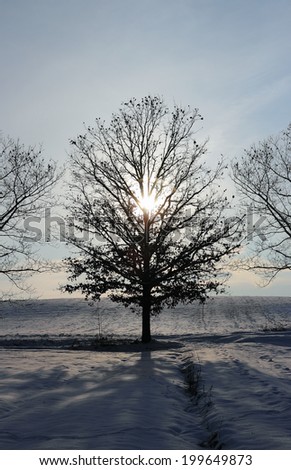 countryside covered with a layer of fresh snow , sun shining behind an Oak tree