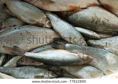 background full of small edible freshwater fish, alburnus