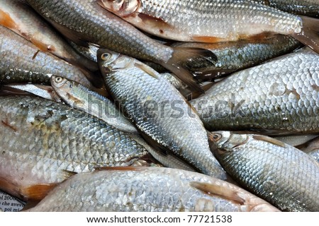 background full of small edible freshwater fish
