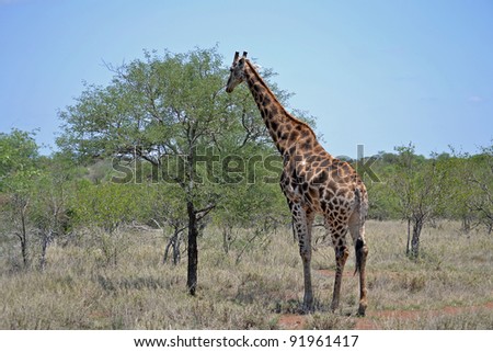 Giraffe in the wild, Kruger National Park, South Africa