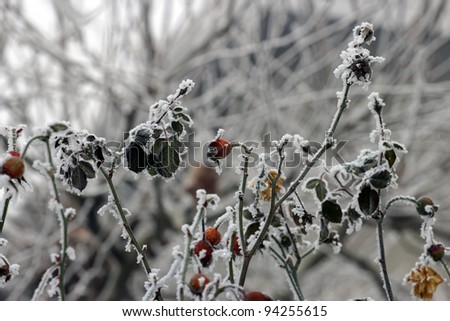 winter morning, frost on a rose plant