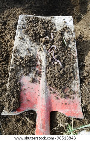 closeup of a spade with fresh ground and earthworms