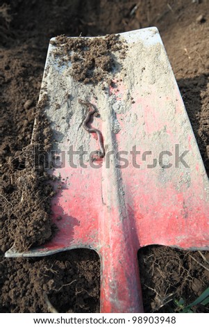 closeup of a spade with fresh ground and a earthworm