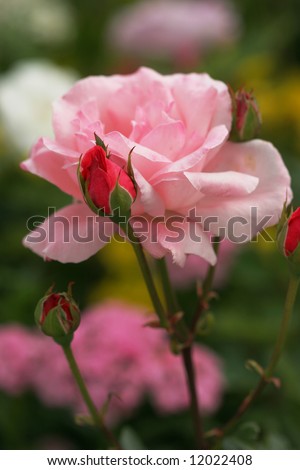 Light red rose with buds on the fuzzy background of other flowers
