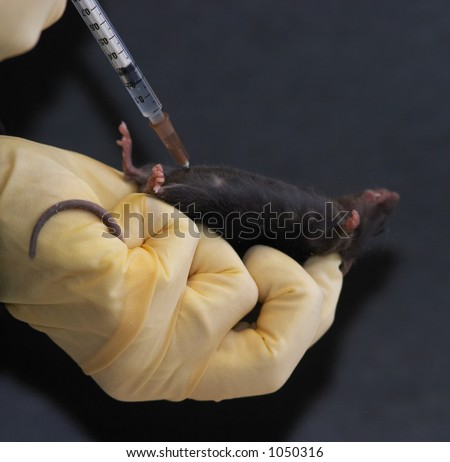 Rat Intraperitoneal Injection