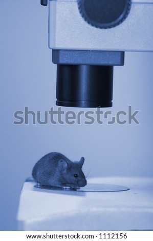 Laboratory mouse under the microscope close-up (blue light)