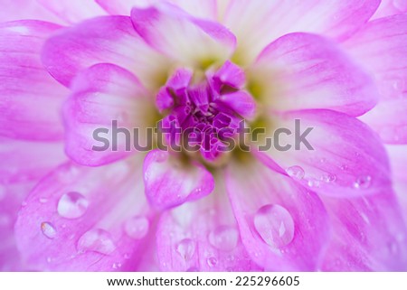 purple chrysanthemum flower closeup