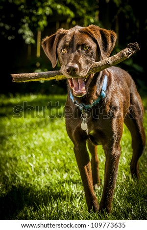 Dog carrying wood branch. Picture taken outdoor