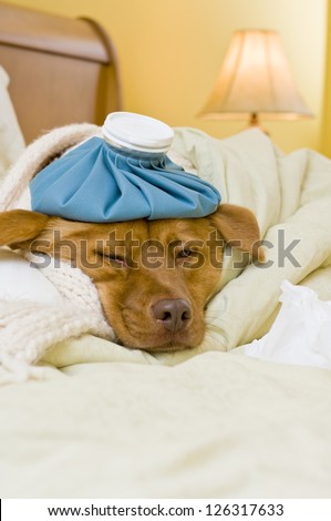Sick dog in bed with water bottle and tissue.
