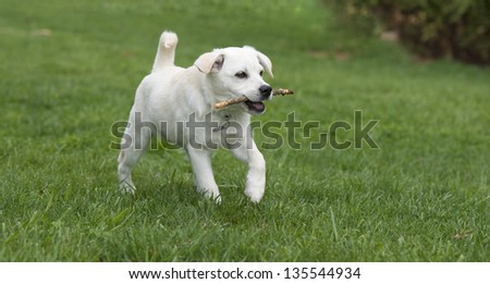Puppy dog retrieving wooden stick