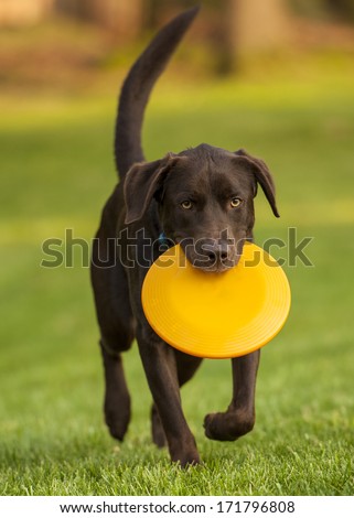 Dog With Frisbee