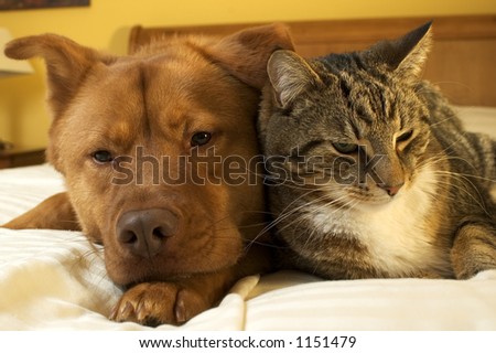 Dog and cat relaxing on the bed