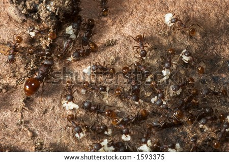 Ant colony evacuation(notice the queen on the left)