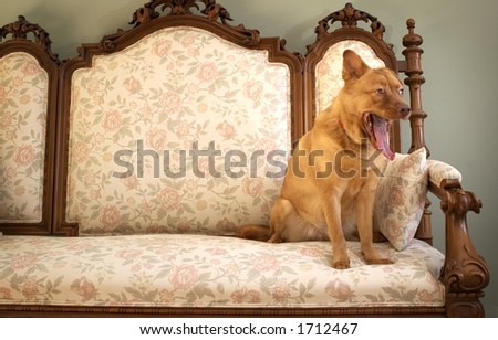 Dog yawning (Another boring day in the mansion)
