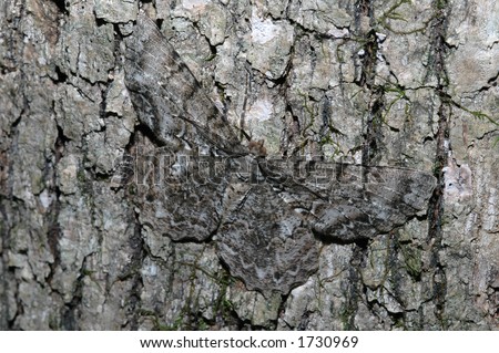 Moth with great camouflage skill (Tulip-tree Beauty Moth, Epimecis hortaria)