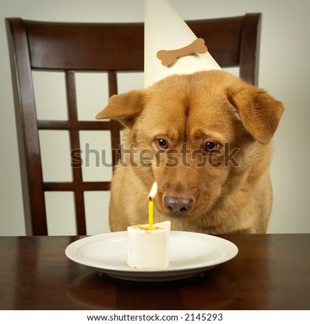 Dog starring at his peanut butter bone cake.