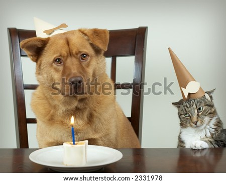 Dog and cat sitting at the table and celebrating Birthday anniversary. Focus on the jealous cat.