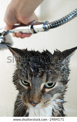 Cat In Bath. Tabby cat taking a ath in
