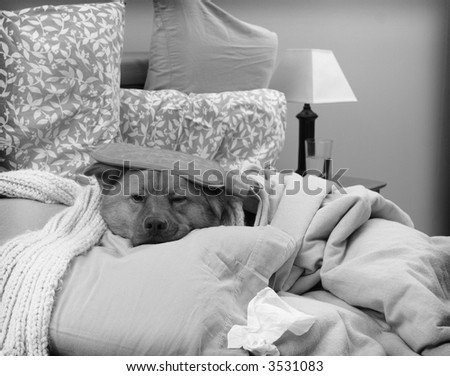 Dog sick in bed - Sick as a dog concept