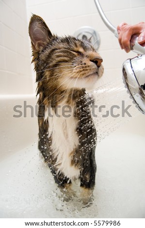 Cat enjoying a hot bath and shower