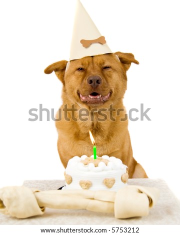 Happy Birthday Doggy. photo : Dog Happy Birthday