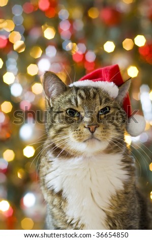 Cat with Santa Claus red hat with multicolored lights in the background