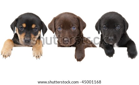 3 puppies showing their paws above white banner 3 puppies showing their paws above white banner