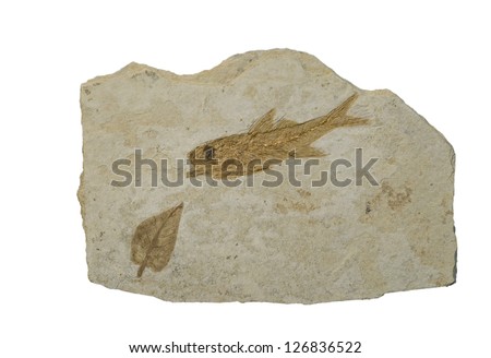 Fossil of fish and a leaf. Isolated on white.