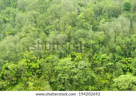 Jungle background.