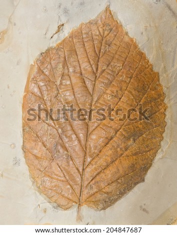 MUSEUM MINERAL SERIES: Fossil of a poplar leaf.