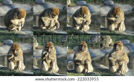 Animal behaviour: curious Macaque.