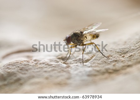 A fly standing on a rocky surface
