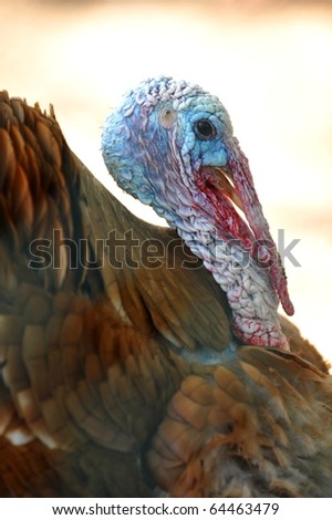The colorful face of an ugly turkey