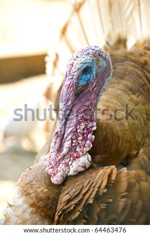 The colorful face of an ugly turkey