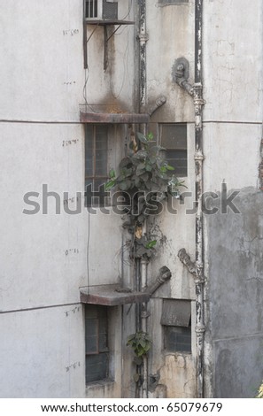 A climbing plant struggling for life on the wall of a building, India.