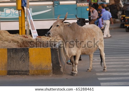 A cow waiting to cross the road on an Indian pedestrian crossing. Funny.