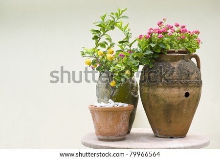 Terracotta pots with flowers and lemons. Mediterranean garden arrangement.