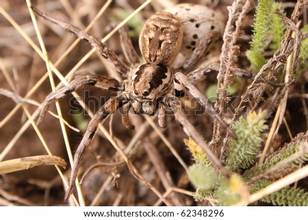 spider in the grass, full face